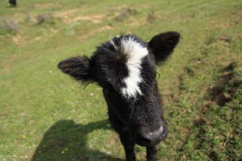 教室里的一头牦牛,奇特的校园生活瞬间