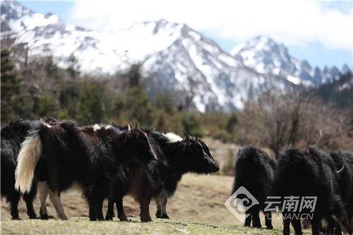 教室里的一头牦牛,奇特的校园生活瞬间